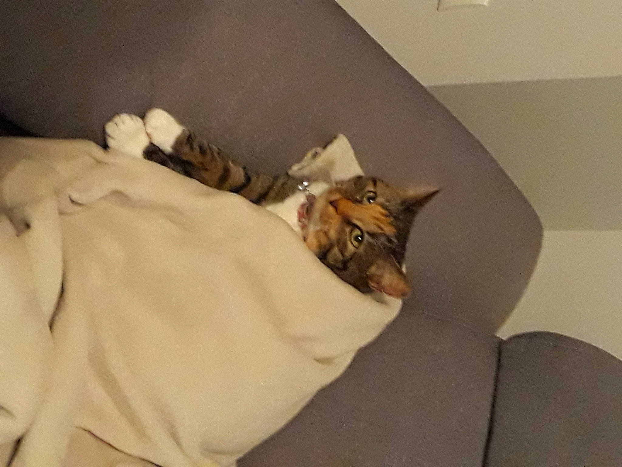 Leeloo participe au concours pour gagner de l'argent avec cette photo : bed, bedding, bedroom, carnivore, cat, ceiling, comfort, couch, domestic_short_haired_cat, fawn, felidae, flooring, fur, hardwood, linens, room, small_to_medium_sized_cats, tail, whiskers, wood