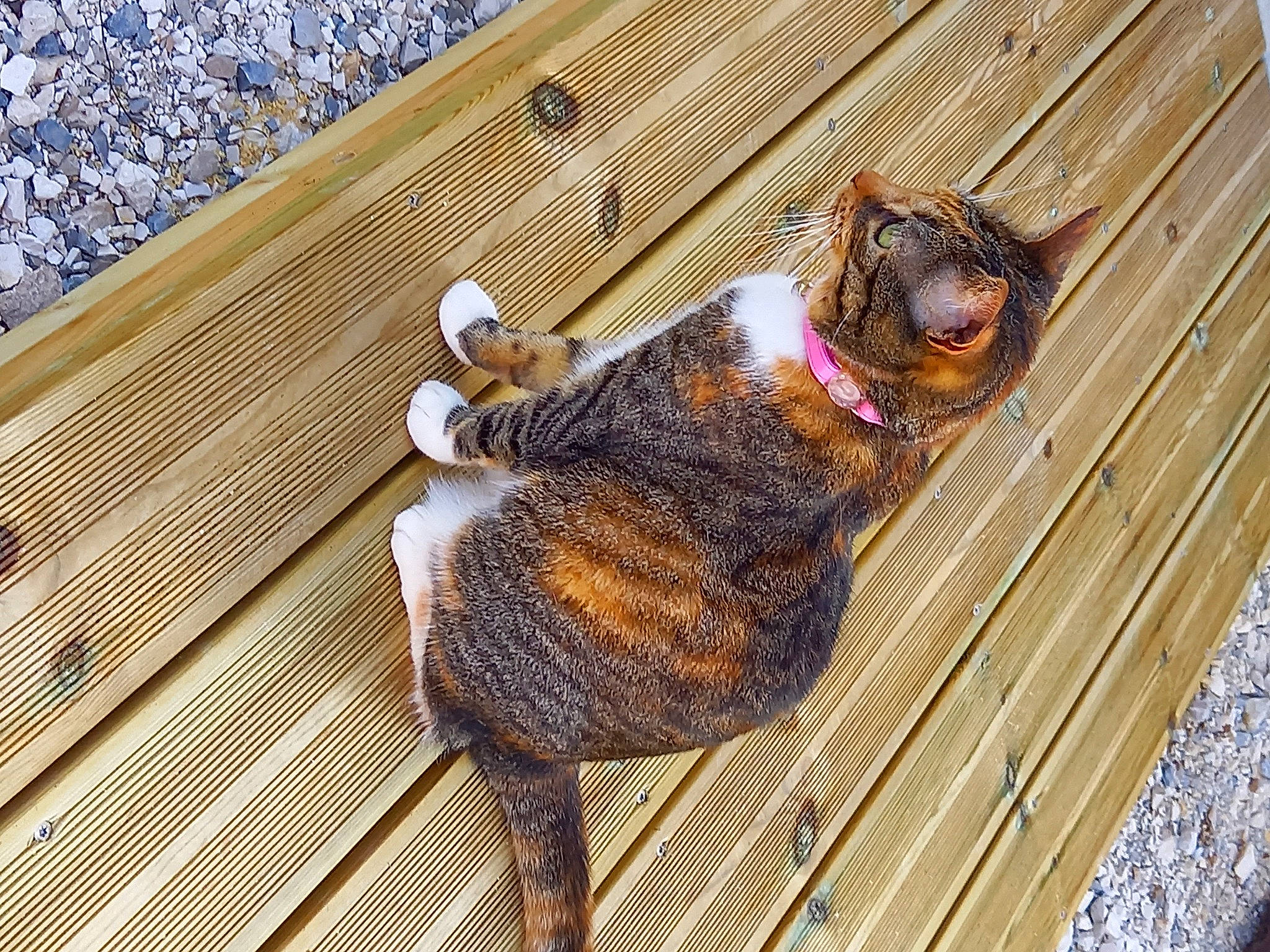 Leeloo participe au concours pour gagner de l'argent avec cette photo : cooking, cuisine, dish, dog_breed, flooring, fur, hardwood, liver, pattern, recipe, tail, terrestrial_animal, whiskers, wood, wood_stain, working_animal