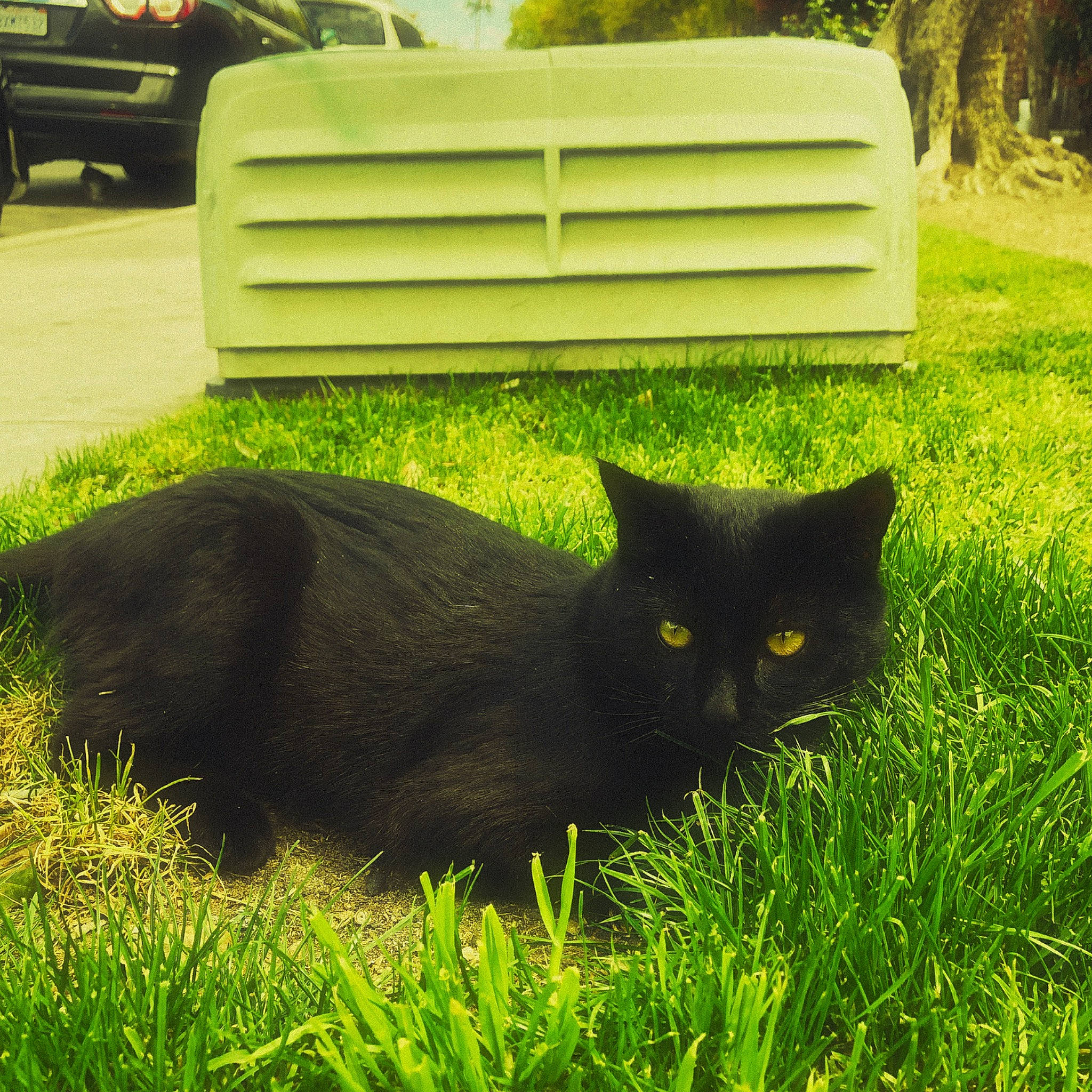 Blue joined the competition — help win amazing prizes! black_cat, bombay, carnivore, cat, felidae, grass, grassland, green, groundcover, lawn, plant, small_to_medium_sized_cats, terrestrial_animal, tints_and_shades, tire, tree, vehicle, vehicle_registration_plate, whiskers, wood