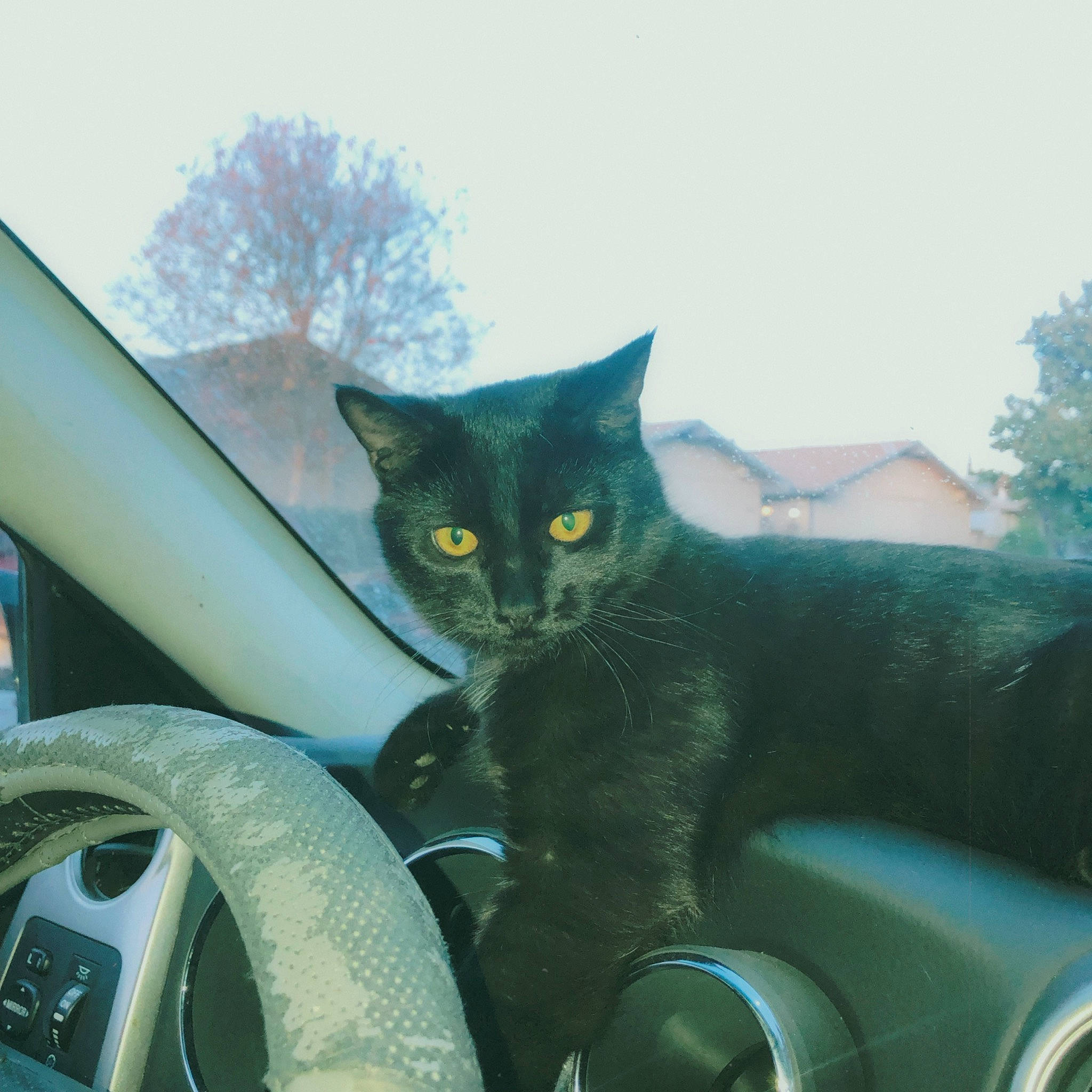 Blue is registered to the contest to win money with this photo: auto_part, automotive_exterior, automotive_tire, carnivore, cat, comfort, felidae, grass, grey, motor_vehicle, sky, small_to_medium_sized_cats, snout, steering_wheel, tail, tints_and_shades, tree, vehicle_door, whiskers, windshield