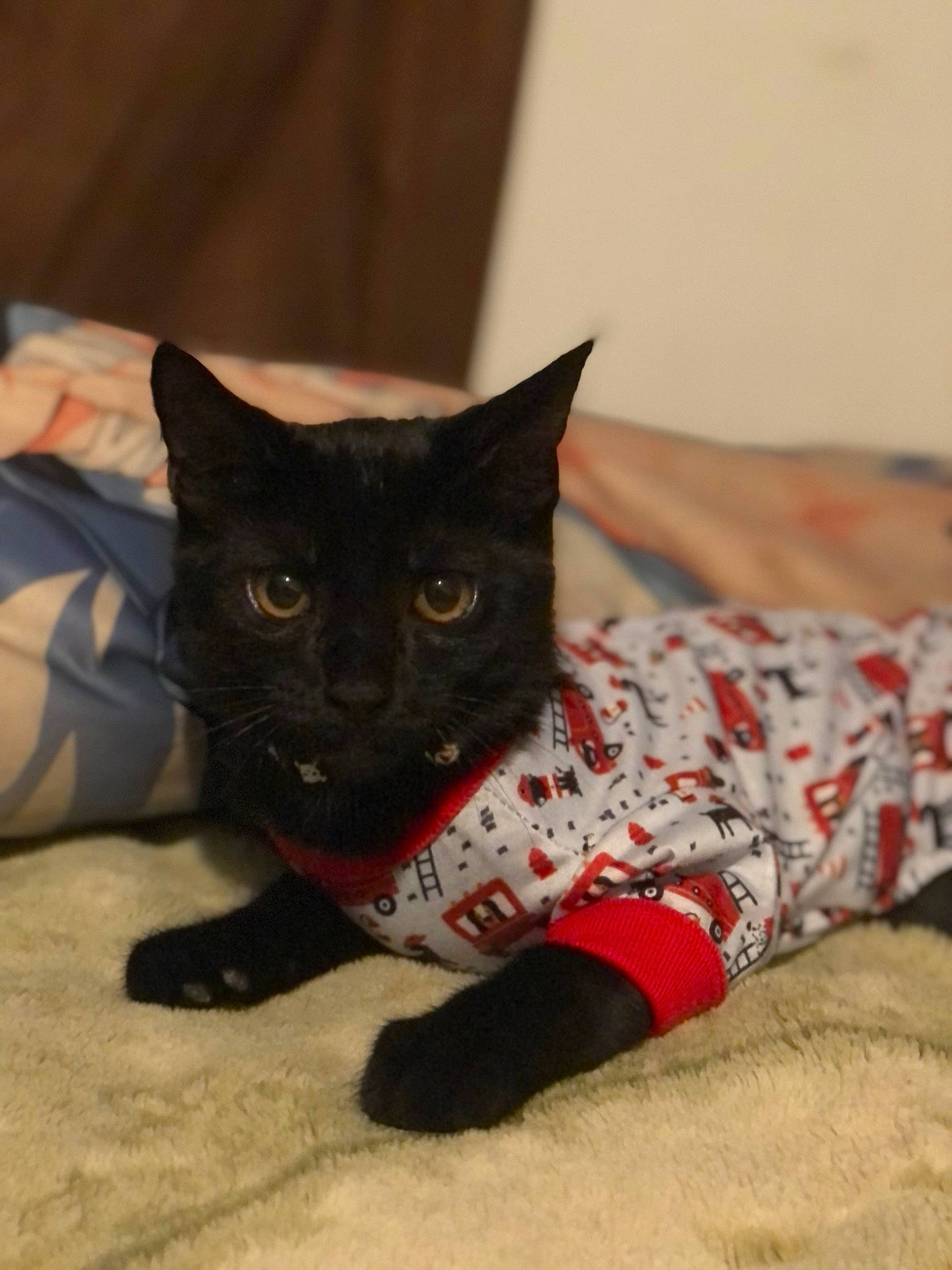 Blue is registered to the contest to win money with this photo: art, black_cat, carmine, carnivore, cat, comfort, domestic_short_haired_cat, fawn, felidae, flooring, fur, human_leg, pattern, sleeve, small_to_medium_sized_cats, snout, tail, terrestrial_animal, vertebrate, whiskers