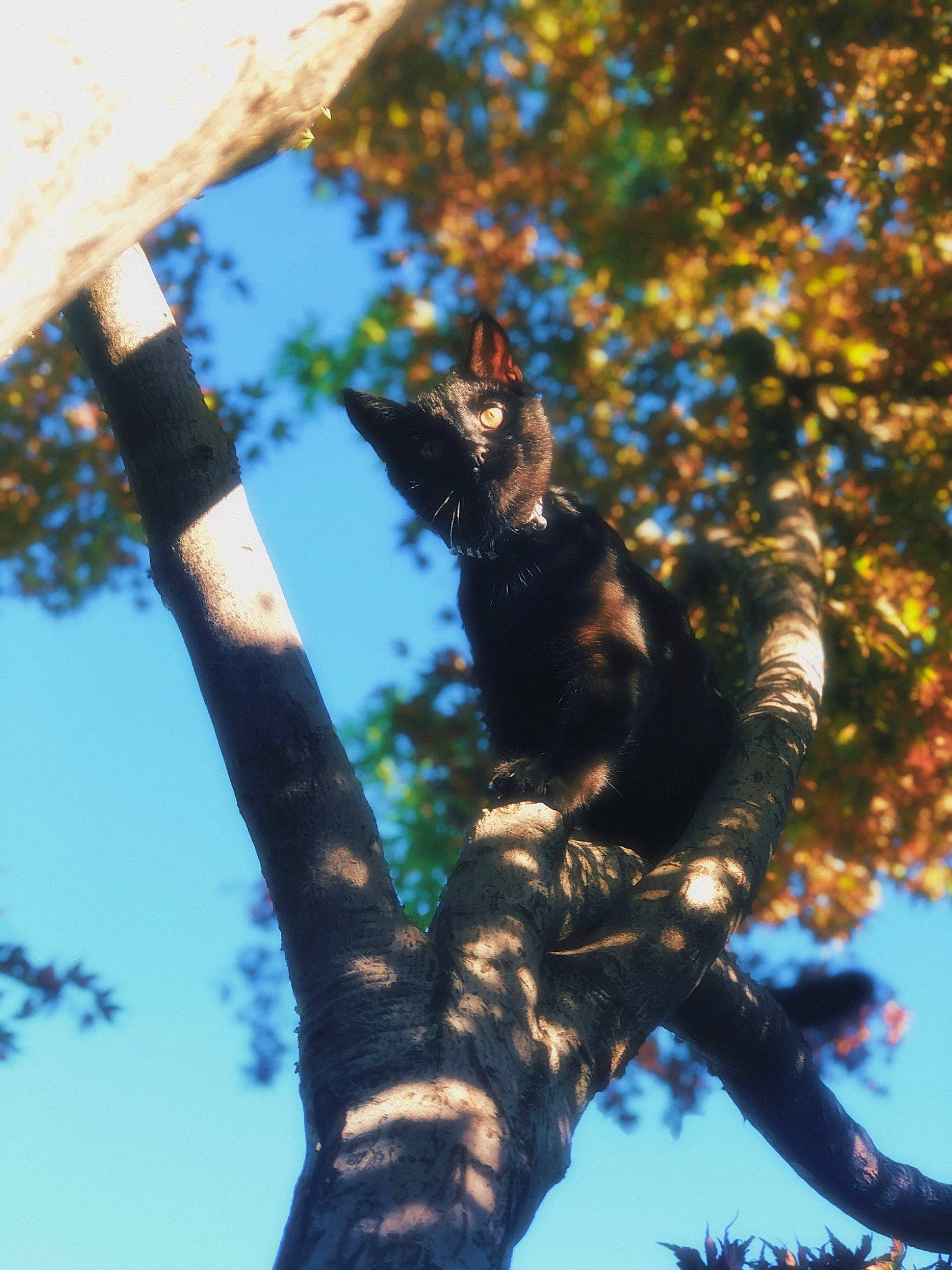 Blue is registered to the contest to win money with this photo: beak, branch, carnivore, claw, electric_blue, felidae, fur, jungle, northern_hardwood_forest, plant, plant_stem, sky, small_to_medium_sized_cats, tail, terrestrial_animal, tree, trunk, twig, wildlife, wood