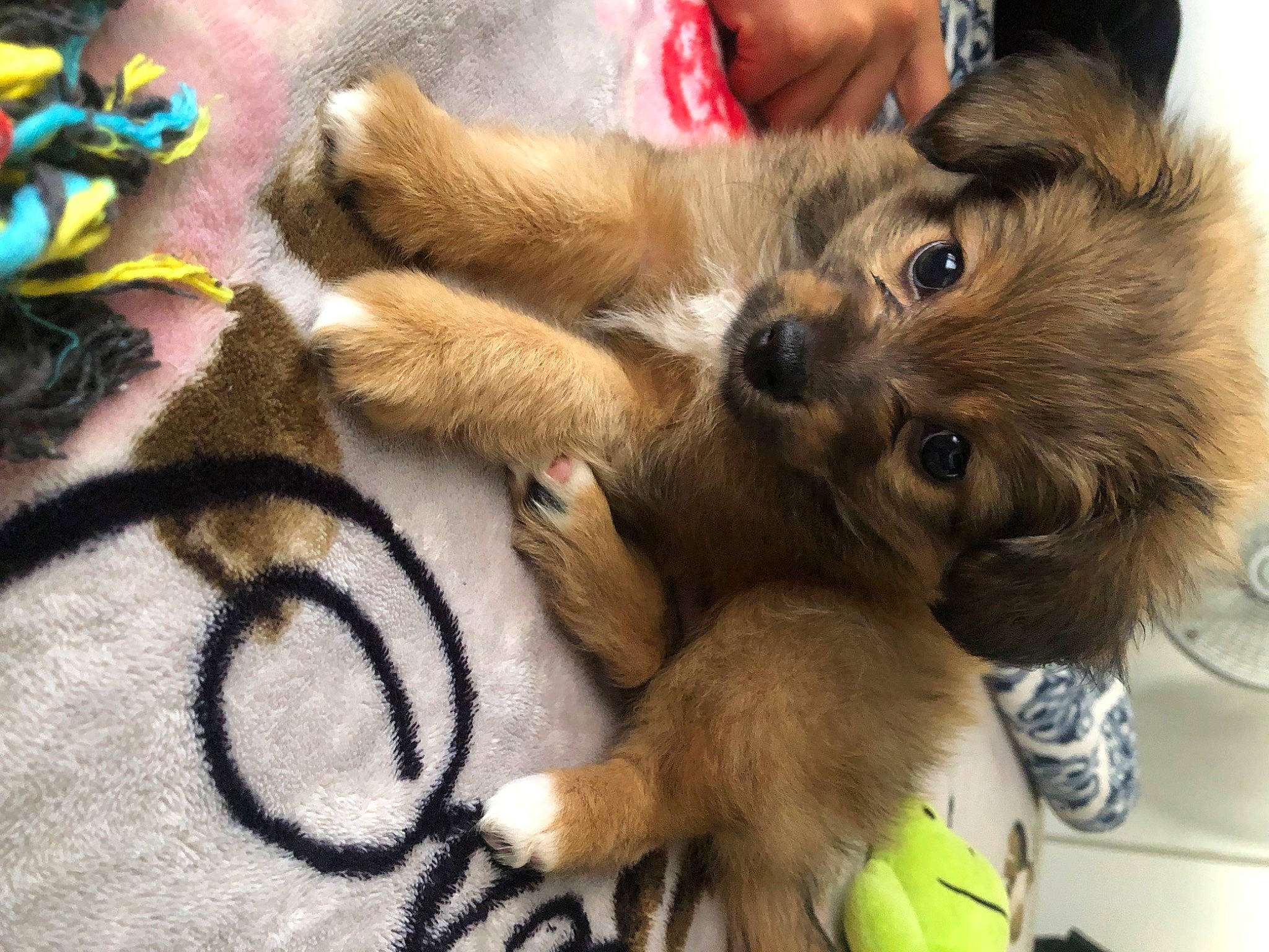 Milo joined the competition — help win amazing prizes! carnivore, claw, companion_dog, dog, dog_breed, fawn, felidae, flooring, foot, fur, german_shepherd_dog, human_leg, paw, small_to_medium_sized_cats, sporting_group, street_dog, toy_dog, whiskers, wool, working_animal