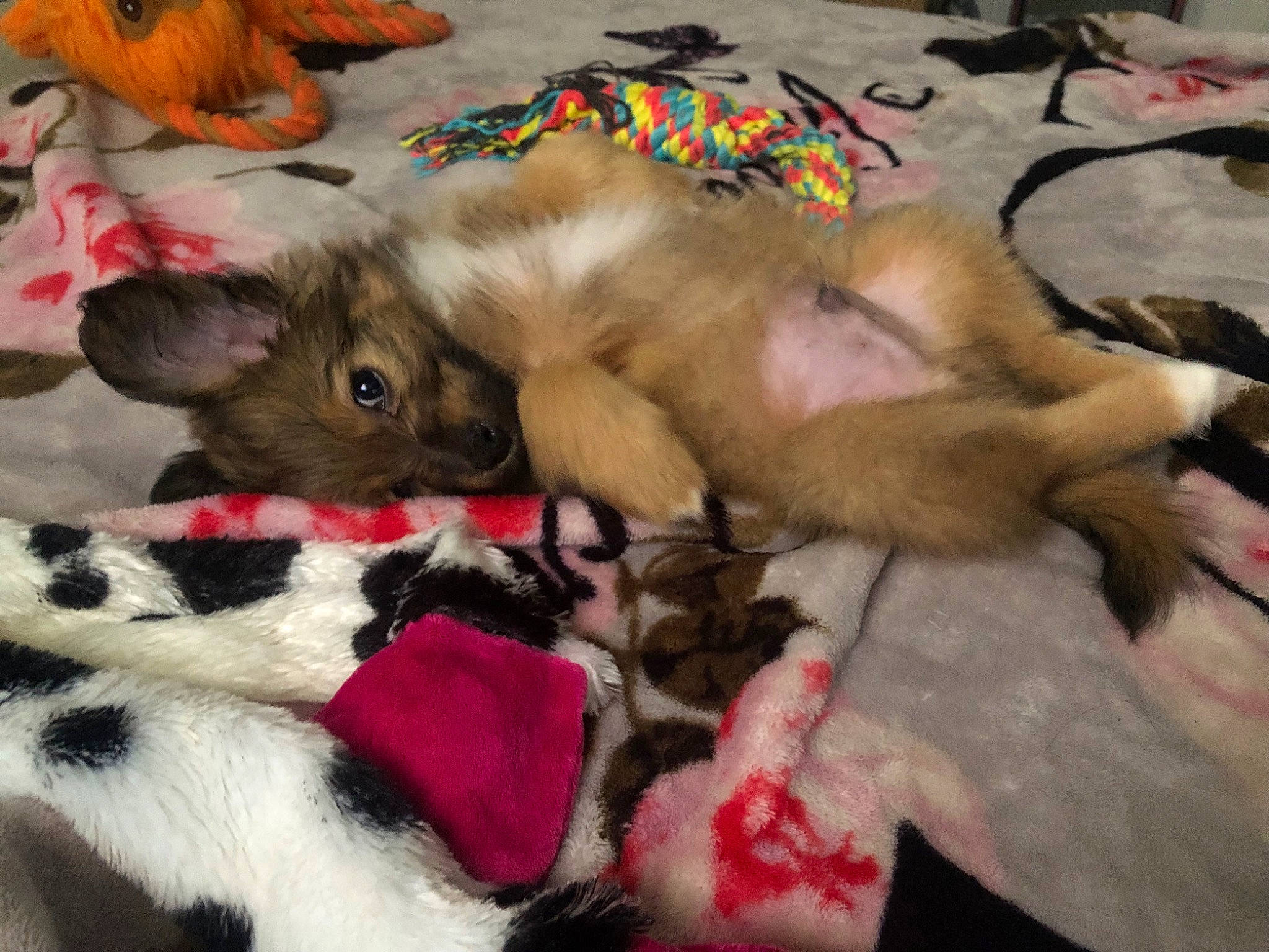 Milo is registered to the contest to win money with this photo: bed, canidae, carnivore, cat, cat_bed, cat_toy, comfort, dog_breed, domestic_short_haired_cat, fawn, felidae, fur, mammal, natural_material, paw, small_to_medium_sized_cats, tail, whiskers