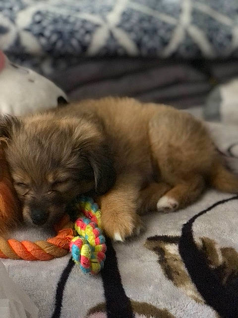 Milo is registered to the contest to win money with this photo: canidae, carnivore, cloud, comfort, companion_dog, dog, dog_breed, dog_supply, fawn, felidae, fur, liver, paw, pet_supply, puppy_love, snout, sporting_group, toy_dog, whiskers, working_animal