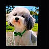dog, bow_tie, outdoor, grass, tree, pet, animal, cute, fluffy, white, gray, portrait, sunny, daytime, green, collar, small_dog, canine, background, blurred