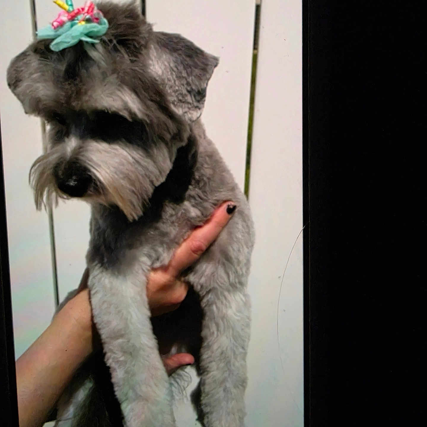 Squishy is registered to the contest to win money with this photo: dog, pet, animal, bow, fur, hand, person, white_background, portrait, cute, fluffy, small_dog, groomed, holding, outdoor, decorative_accessory, looking_down, canine, companion, adorable
