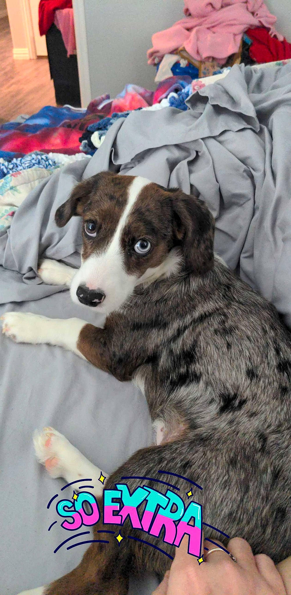 Nala joined the competition — help win amazing prizes! canidae, carnivore, comfort, companion_dog, dog, dog_breed, dog_supply, fur, linens, logo, sporting_group, working_animal