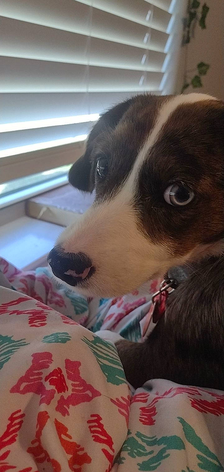 Nala is registered to the contest to win money with this photo: canidae, carnivore, collar, comfort, companion_dog, dog, dog_breed, dog_supply, fawn, flooring, fur, linens, non_sporting_group, paw, puppy, puppy_love, sporting_group, whiskers, working_animal, working_dog