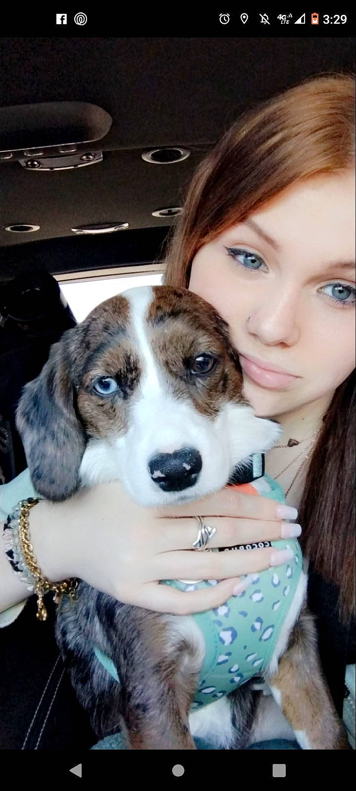 Nala is registered to the contest to win money with this photo: ball, beauty, carnivore, chair, collar, companion_dog, dog, dog_breed, ear, event, eye, eyewear, fawn, fur, happy, iris, mammal, smile, sporting_group, working_animal