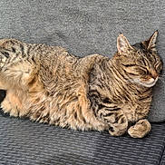 Tigrou a rejoint le concours — aidez-le/la à gagner de superbes lots ! cat, tabby, sleeping, napping, pet, animal, feline, fur, cozy, resting, sofa, cushion, outdoor, relaxation, paw, whiskers, striped, comfortable, cute, domestic