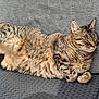 cat, tabby, sleeping, napping, pet, animal, feline, fur, cozy, resting, sofa, cushion, outdoor, relaxation, paw, whiskers, striped, comfortable, cute, domestic