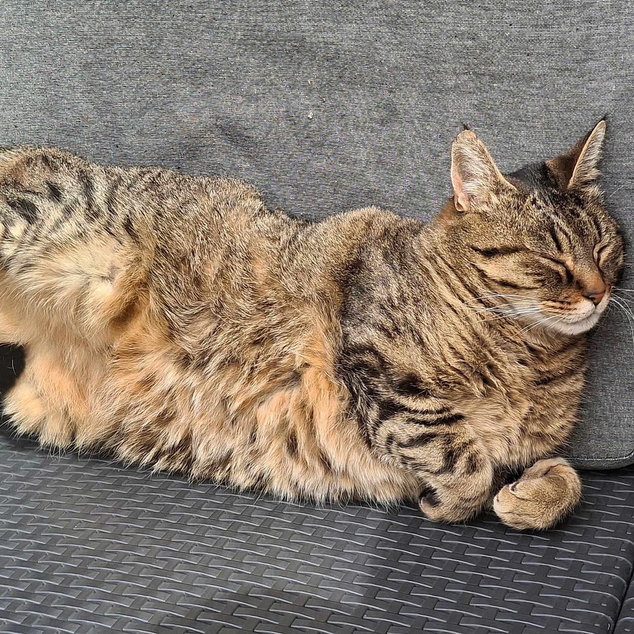 Tigrou a rejoint le concours — aidez-le/la à gagner de superbes lots ! animal, cat, comfortable, cozy, cushion, cute, domestic, feline, fur, napping, outdoor, paw, pet, relaxation, resting, sleeping, sofa, striped, tabby, whiskers