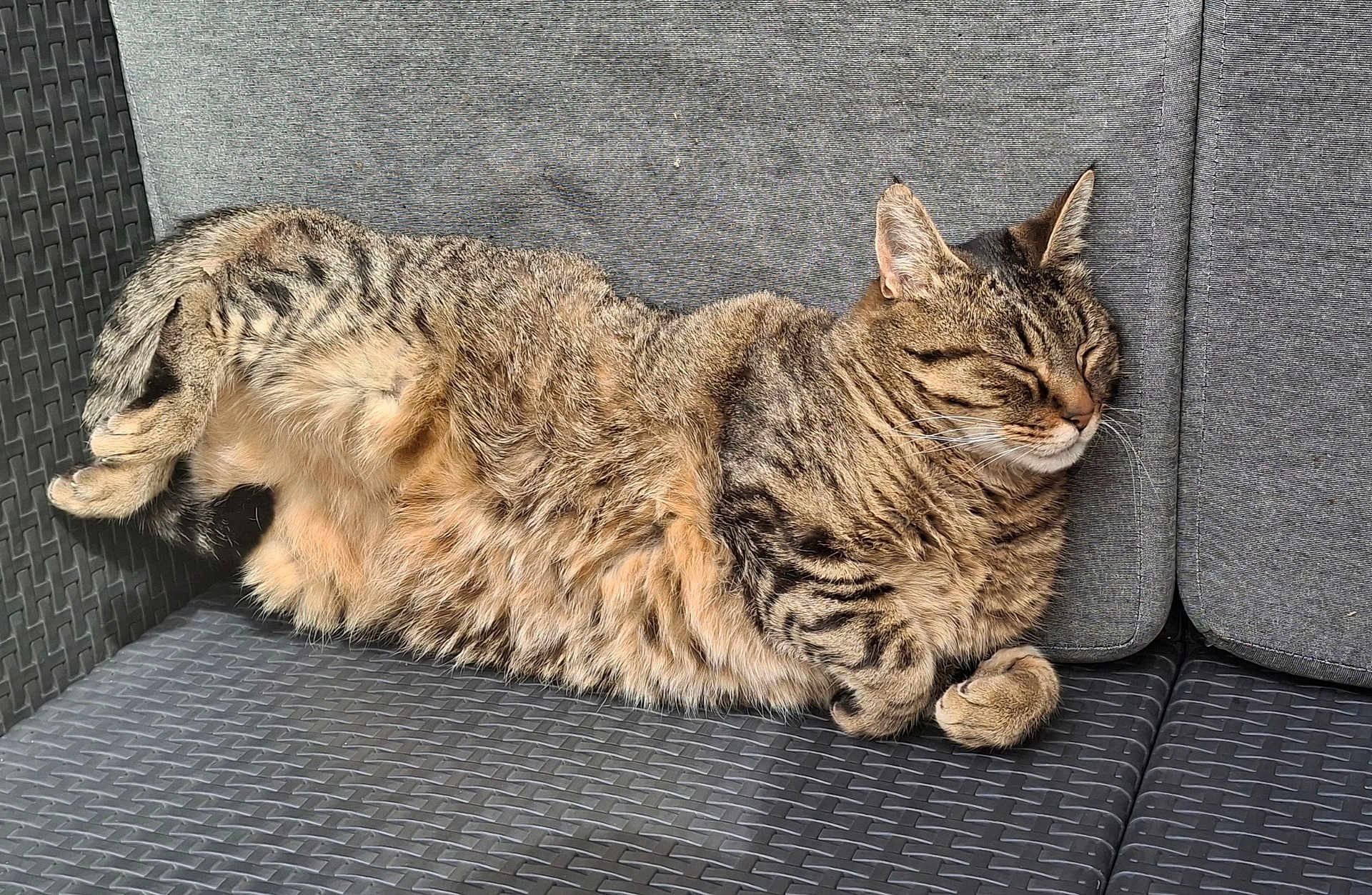 Tigrou a rejoint le concours — aidez-le/la à gagner de superbes lots ! cat, tabby, sleeping, napping, pet, animal, feline, fur, cozy, resting, sofa, cushion, outdoor, relaxation, paw, whiskers, striped, comfortable, cute, domestic