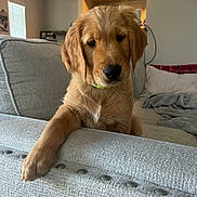 Max is registered to the contest to win money with this photo: dog, golden_retriever, puppy, couch, living_room, furniture, pet, canine, indoor, cozy, paw, fur, portrait, animal, household, relaxed, cute, companion, domestic, friendly
