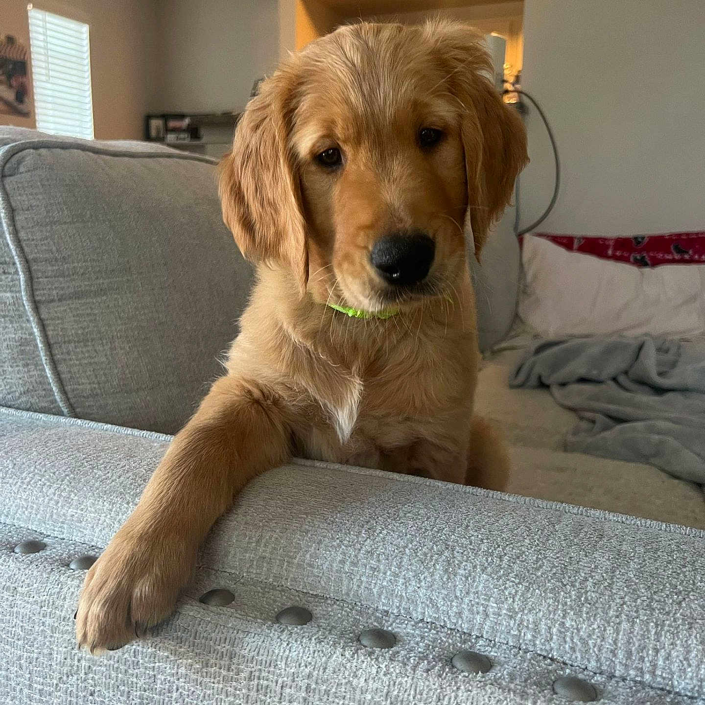 Max is registered to the contest to win money with this photo: animal, canine, companion, couch, cozy, cute, dog, domestic, friendly, fur, furniture, golden_retriever, household, indoor, living_room, paw, pet, portrait, puppy, relaxed