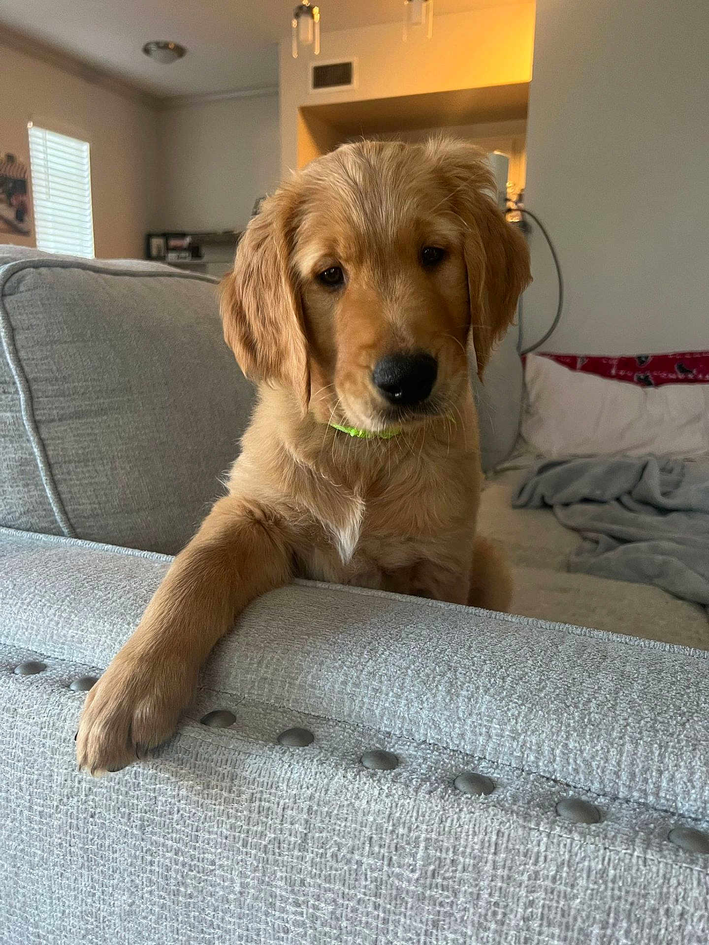Max is registered to the contest to win money with this photo: dog, golden_retriever, puppy, couch, living_room, furniture, pet, canine, indoor, cozy, paw, fur, portrait, animal, household, relaxed, cute, companion, domestic, friendly