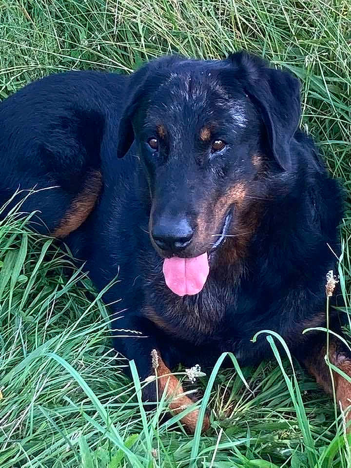 Rahan a rejoint le concours — aidez-le/la à gagner de superbes lots ! borador, carnivore, companion_dog, dog, dog_breed, grass, guard_dog, gun_dog, hunting_dog, plant, snout, sporting_group, terrestrial_animal, working_animal, working_dog