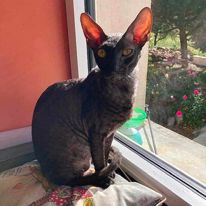 Trésor Dobby