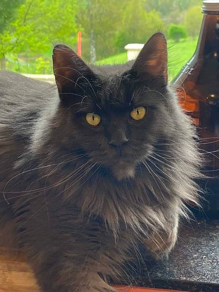 Rosie participe au concours pour gagner de l'argent avec cette photo : black_cat, carnivore, cat, claw, domestic_short_haired_cat, fawn, felidae, fur, grass, grey, mammal, small_to_medium_sized_cats, snout, tail, terrestrial_animal, vertebrate, whiskers, window