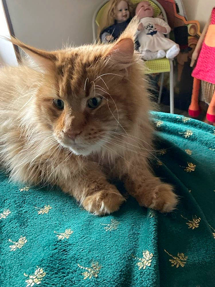 Octave participe au concours pour gagner de l'argent avec cette photo : carnivore, cat, child, claw, domestic_short_haired_cat, fawn, felidae, flooring, fur, paw, shorts, sitting, small_to_medium_sized_cats, snout, tail, whiskers