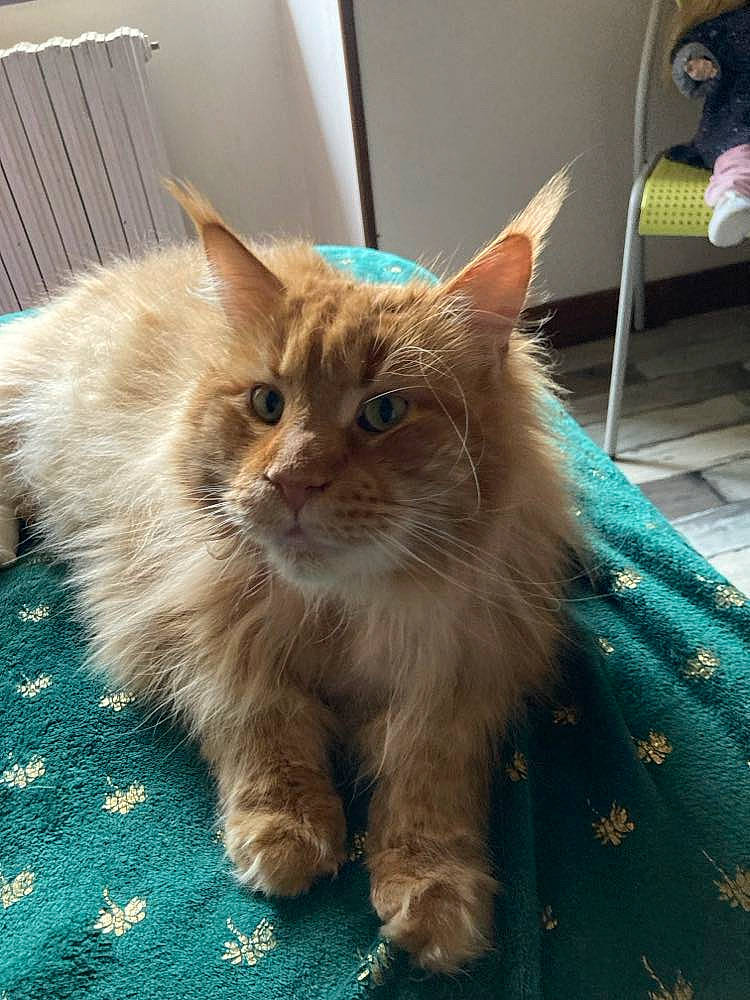 Octave participe au concours pour gagner de l'argent avec cette photo : british_longhair, carnivore, cat, claw, domestic_short_haired_cat, electric_blue, fawn, felidae, flooring, fur, paw, sitting, small_to_medium_sized_cats, snout, tail, terrestrial_animal, whiskers