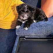 Louie joined the competition — help win amazing prizes! puppy, dog, couch, yellow_pillow, blue_fabric, indoor, pet, animal, fur, small_dog, relaxing, cute, companion, legs, seating, home, domestic, cozy, curious, pet_care
