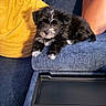 puppy, dog, couch, yellow_pillow, blue_fabric, indoor, pet, animal, fur, small_dog, relaxing, cute, companion, legs, seating, home, domestic, cozy, curious, pet_care