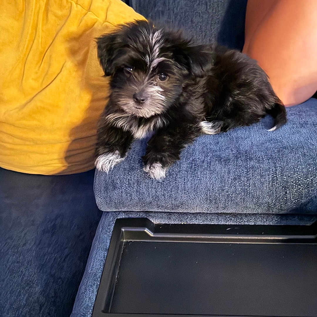 Louie