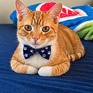 Simba joined the competition — help win amazing prizes! cat, orange_tabby, pet, bow_tie, paw_prints, blue_bed, blanket, indoor, portrait, close_up, sitting, lying_down, crossed_paws, furry, whiskers, green_eyes, pink_nose, striped_fur, cute, domestic_animal