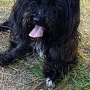 Mia is registered to the contest to win money with this photo: animal, black_dog, canine, companion, cute, dirt, dog, fur, grass, grass_patch, leash, nature, outdoor, panting, pet, playful, resting, shaggy, stick, tongue_out