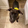 Harlow joined the competition — help win amazing prizes! dog, black_dog, pet, curious, yellow_collar, ears, tail, floor, indoor, tile_floor, looking_up, canine, animal, domestic_animal, friendly, mammal, companion, portrait, house, closeup