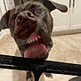 Harlow joined the competition — help win amazing prizes! dog, tongue, teeth, close_up, face_pressing, glass, kitchen, floor, cabinet, pet, canine, indoor, cute, funny, animal, tongue_out, snout, paw, black_dog, curious