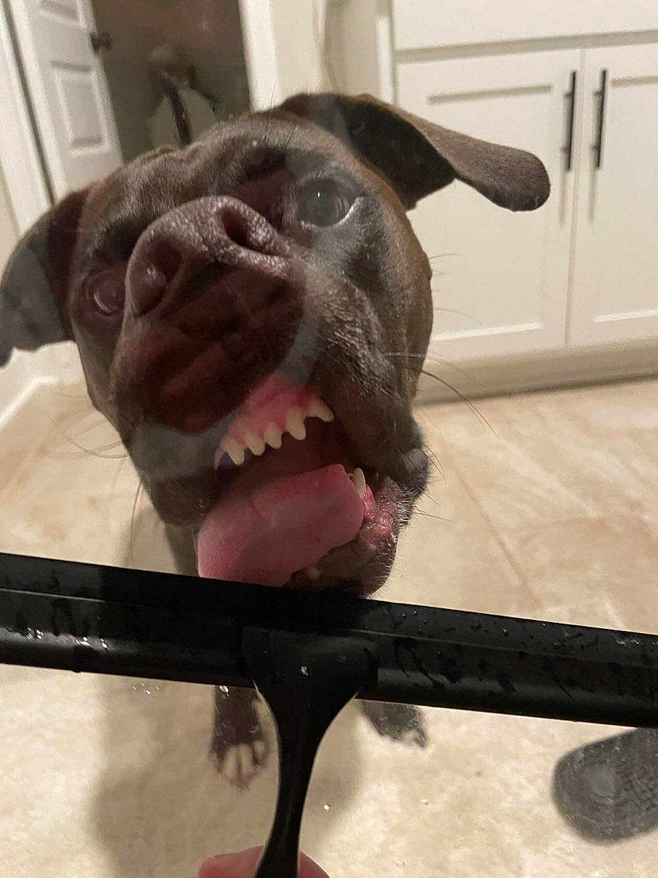 Harlow joined the competition — help win amazing prizes! dog, tongue, teeth, close_up, face_pressing, glass, kitchen, floor, cabinet, pet, canine, indoor, cute, funny, animal, tongue_out, snout, paw, black_dog, curious