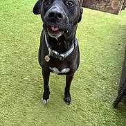 Harlow joined the competition — help win amazing prizes! dog, black_dog, pet, animal, grass, yard, outdoor, collar, tongue_out, fence, curious, standing, canine, domestic_animal, playful, looking_up, short_hair, green_background, daylight, close_up
