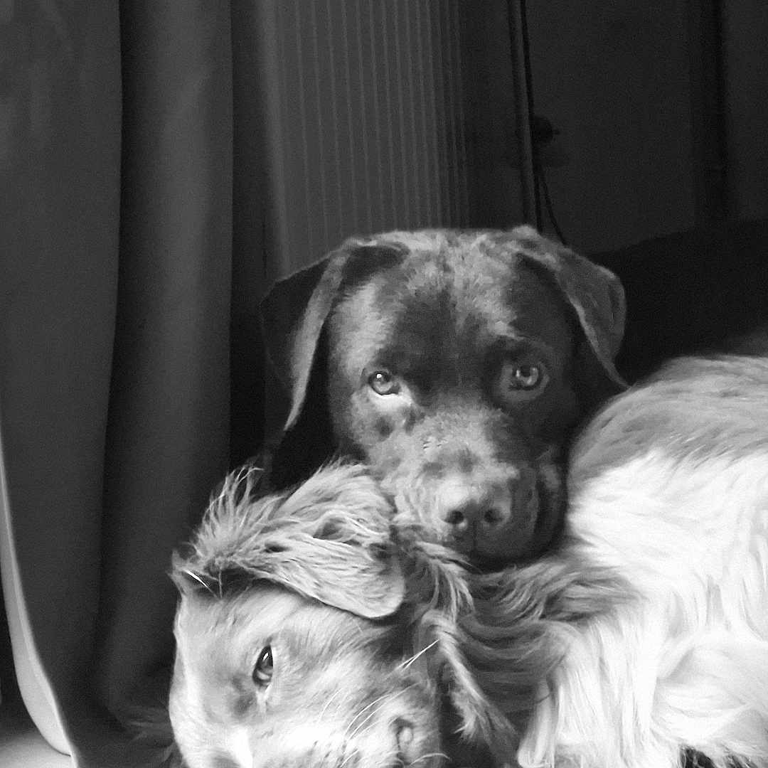 Janis Et Socks