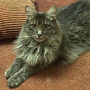 Jackson is registered to the contest to win money with this photo: cat, fluffy, gray, carpet, cushion, striped, indoor, pet, feline, animal, resting, relaxed, fur, whiskers, ears, paws, closeup, portrait, domestic, cozy