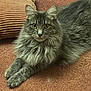 cat, fluffy, gray, carpet, cushion, striped, indoor, pet, feline, animal, resting, relaxed, fur, whiskers, ears, paws, closeup, portrait, domestic, cozy