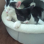 Mylo N Mikey joined the competition — help win amazing prizes! animal, black_and_white, cat, cat_bed, cats, couch, cozy, cute, domestic, fur, furry, indoor, nap, paws, pets, relaxed, resting, sleeping, soft, whiskers