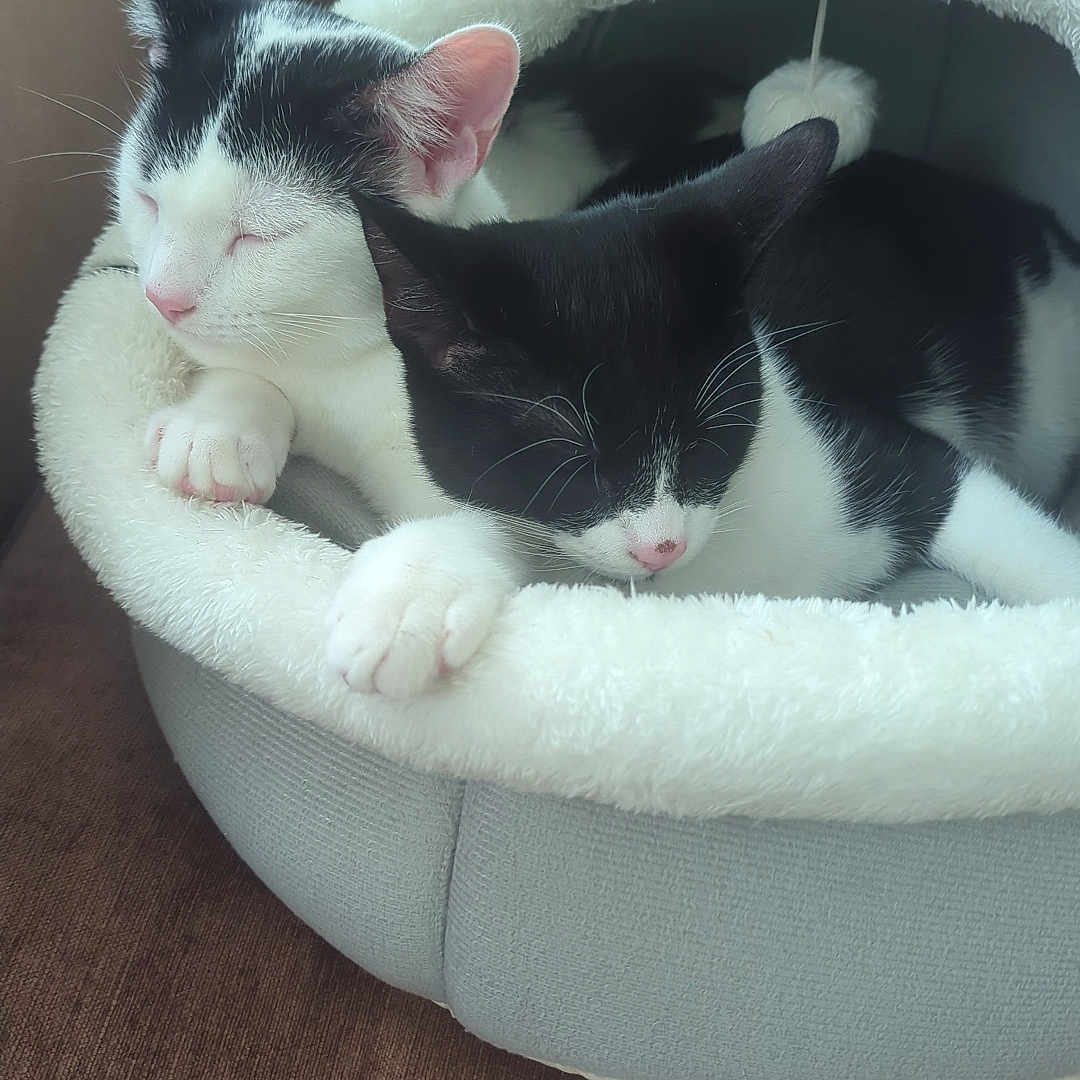 Mylo N Mikey joined the competition — help win amazing prizes! animal, black_and_white, cat, cat_bed, cats, couch, cozy, cute, domestic, fur, furry, indoor, nap, paws, pets, relaxed, resting, sleeping, soft, whiskers