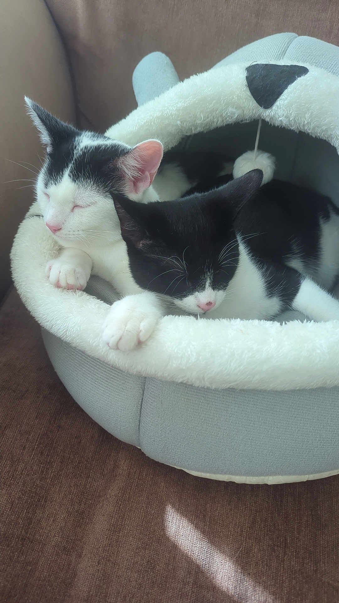 Mylo N Mikey joined the competition — help win amazing prizes! animal, black_and_white, cat, cat_bed, cats, couch, cozy, cute, domestic, fur, furry, indoor, nap, paws, pets, relaxed, resting, sleeping, soft, whiskers