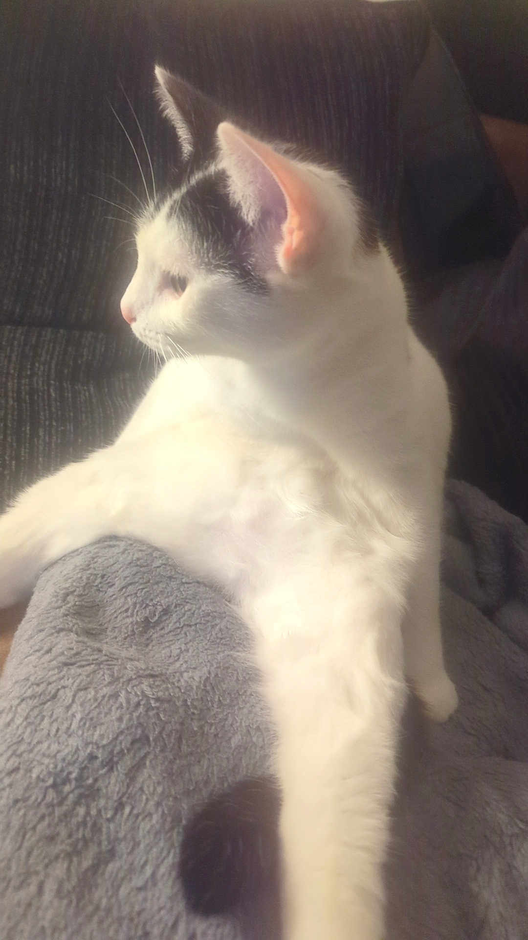 Mylo Mirza is registered to the contest to win money with this photo: cat, kitten, white_cat, black_markings, feline, pet, whiskers, ear, paw, blanket, fleece, sofa, indoor, resting, profile_view, side_view, cozy, lounging, fur, domestic_pet