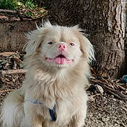 Espartaco is registered to the contest to win money with this photo: dog, canine, fluffy, outdoor, tree_trunk, nature, sunlight, pink_nose, tongue_out, sitting, fur, pet, animal, happy, forest_floor, leaves, branches, ground, daylight, closeup