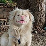 dog, canine, fluffy, outdoor, tree_trunk, nature, sunlight, pink_nose, tongue_out, sitting, fur, pet, animal, happy, forest_floor, leaves, branches, ground, daylight, closeup