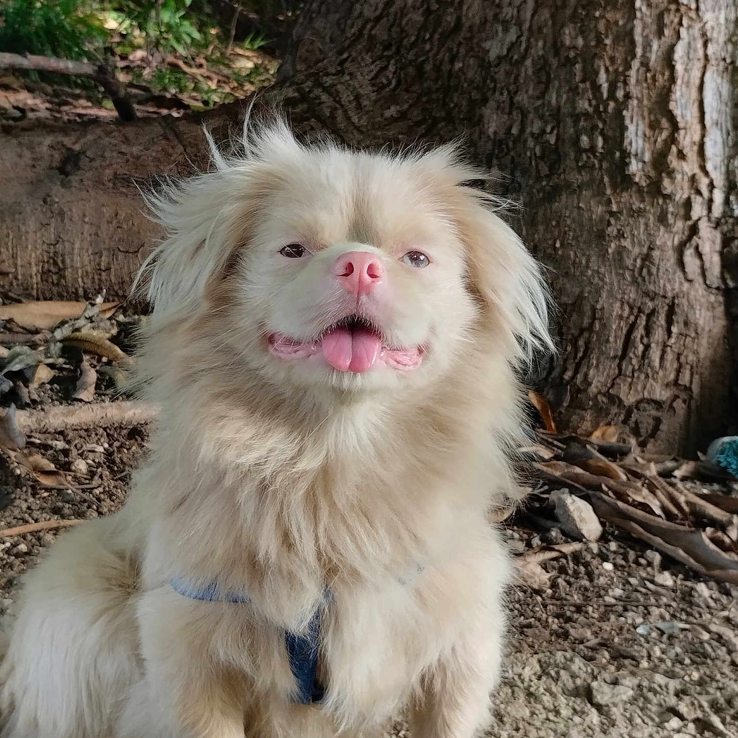 Espartaco is registered to the contest to win money with this photo: dog, canine, fluffy, outdoor, tree_trunk, nature, sunlight, pink_nose, tongue_out, sitting, fur, pet, animal, happy, forest_floor, leaves, branches, ground, daylight, closeup