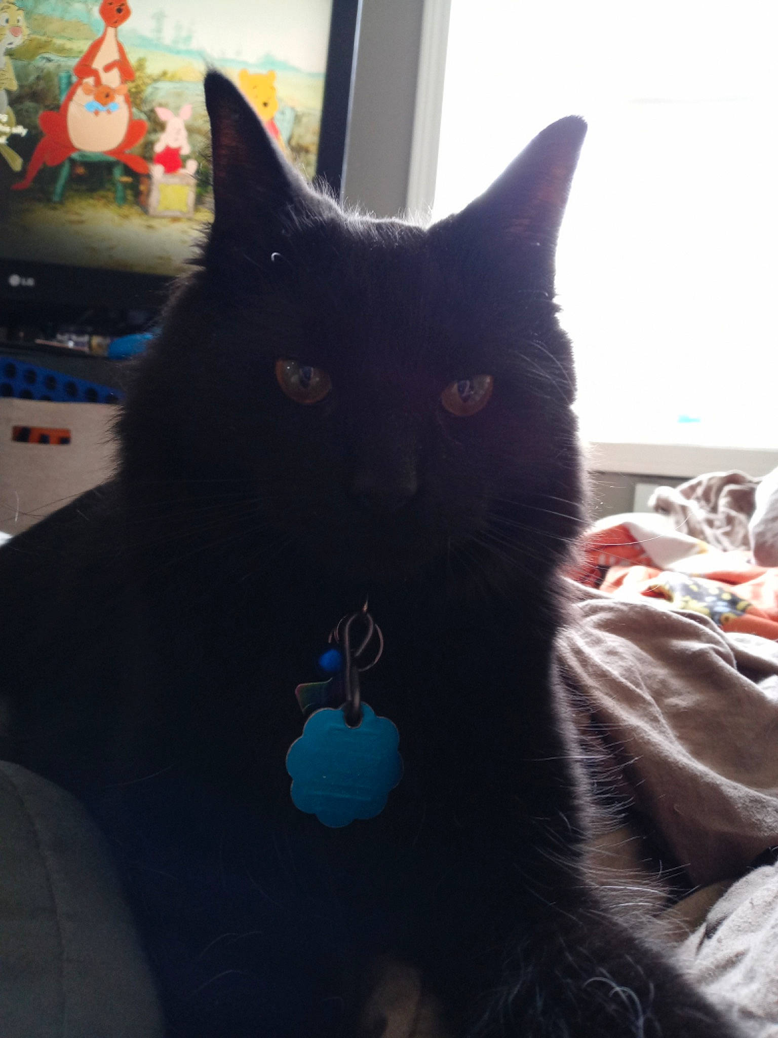 Jacob is registered to the contest to win money with this photo: black_cat, bombay, carnivore, cat, comfort, domestic_short_haired_cat, electric_blue, felidae, fur, grey, small_to_medium_sized_cats, snout, tail, whiskers, window