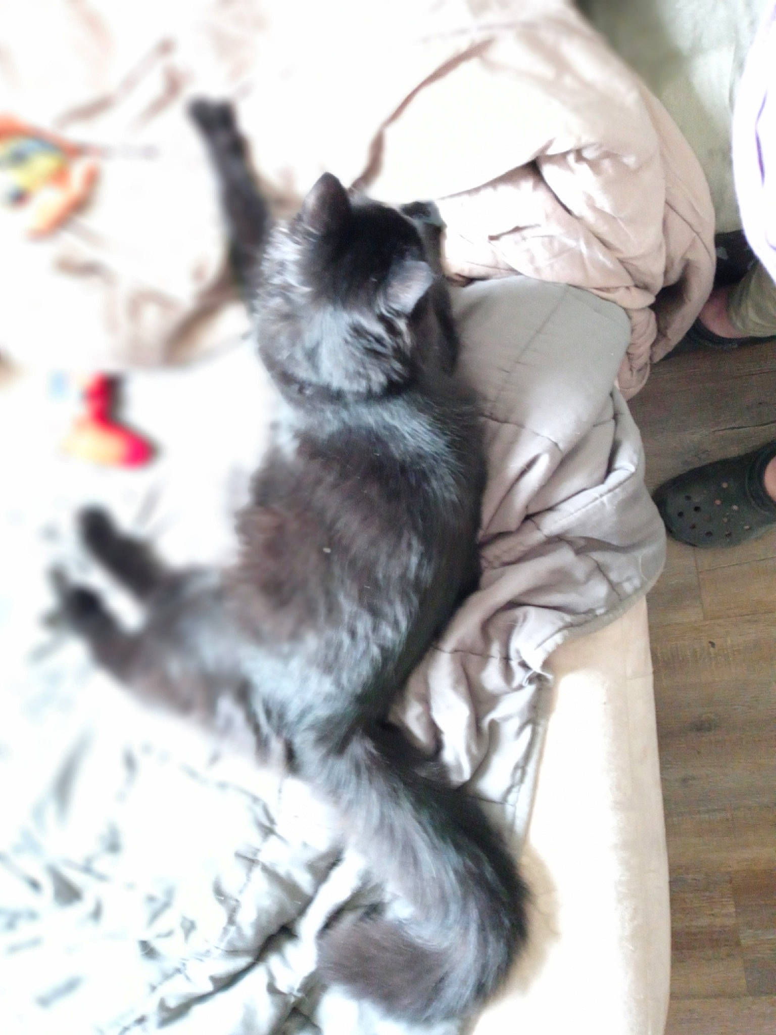 Jacob joined the competition — help win amazing prizes! canidae, carnivore, cat, claw, comfort, companion_dog, dog_breed, domestic_short_haired_cat, fawn, felidae, fur, grey, linens, nap, natural_material, pattern, paw, small_to_medium_sized_cats, tail, whiskers