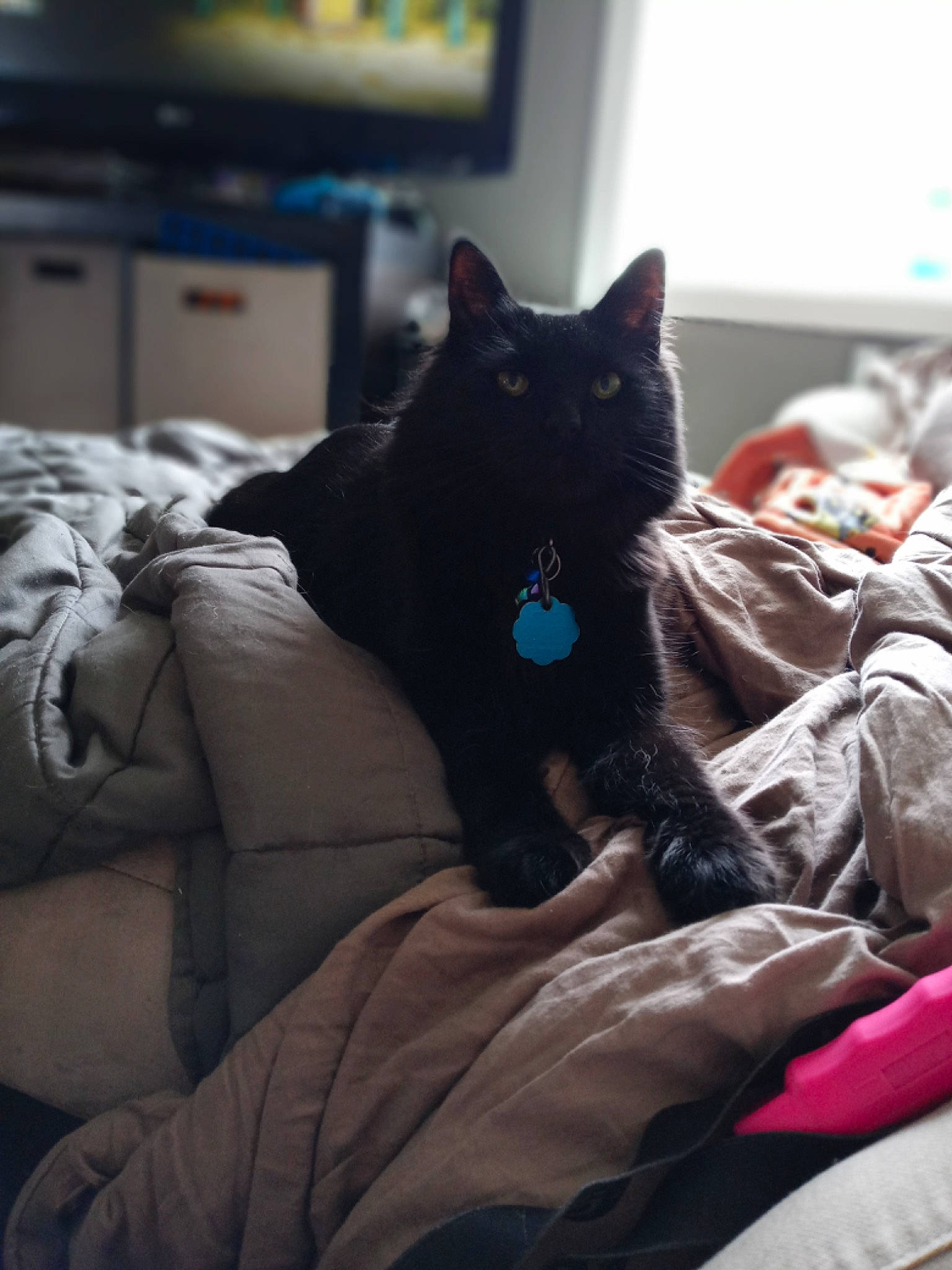 Jacob is registered to the contest to win money with this photo: bedding, black_cat, bombay, carnivore, cat, comfort, domestic_short_haired_cat, felidae, fur, grey, lap, linens, plant, room, sitting, small_to_medium_sized_cats, tree, vertebrate, whiskers, window