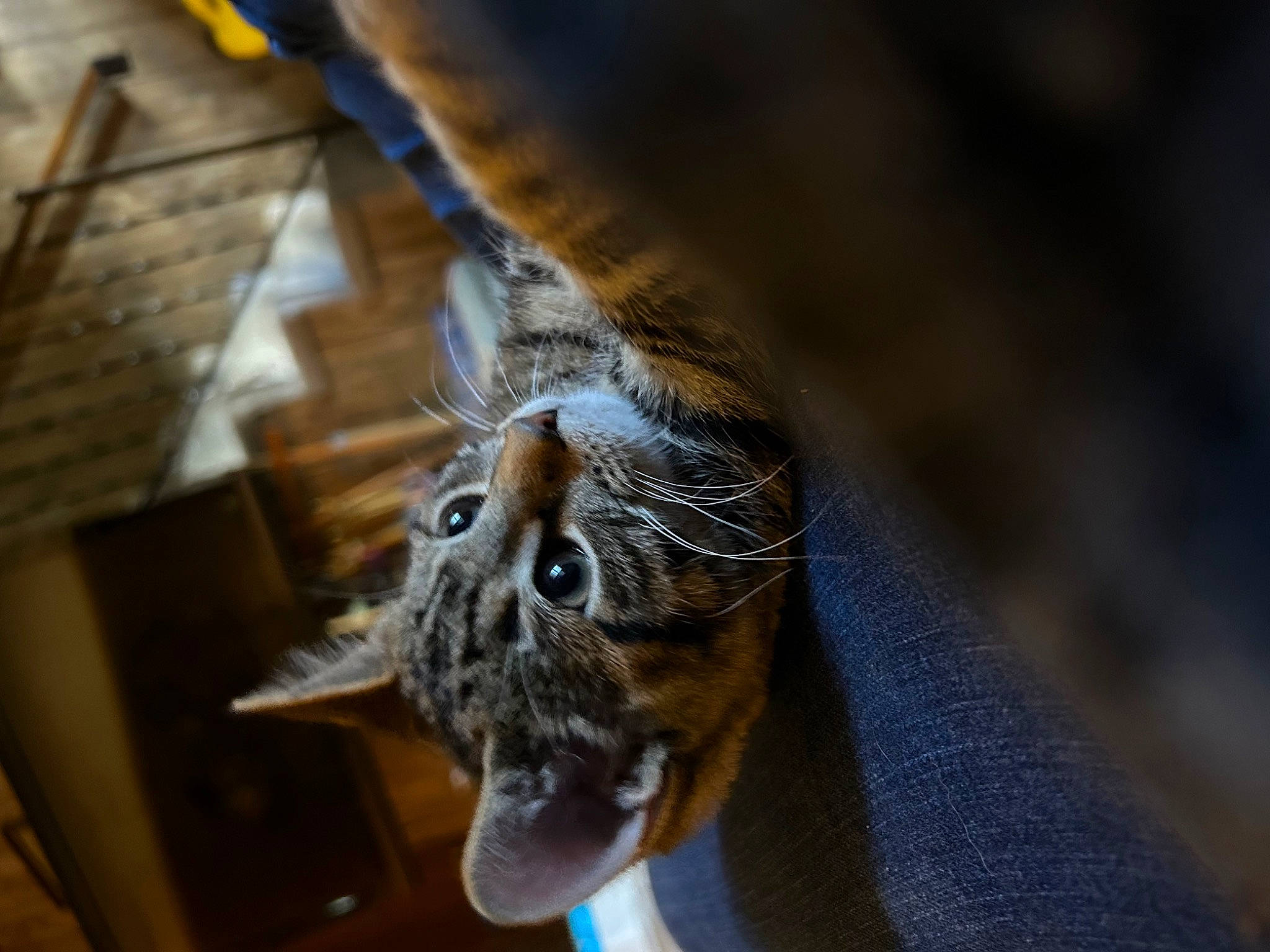 Mango joined the competition — help win amazing prizes! black_cat, canidae, carnivore, cat, claw, dog_breed, domestic_short_haired_cat, electric_blue, fawn, felidae, fur, metal, paw, small_to_medium_sized_cats, snout, sporting_group, tail, terrestrial_animal, whiskers, wood