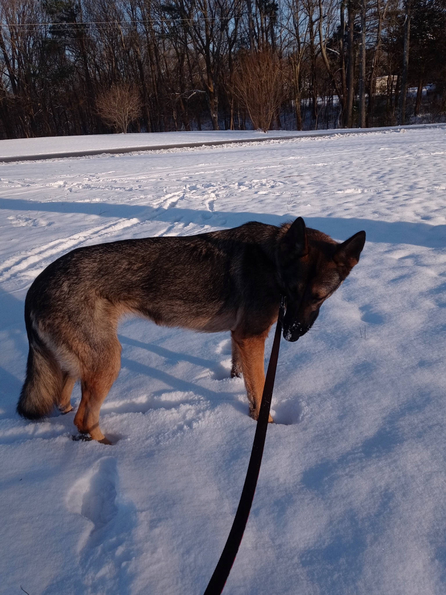 Nala is registered to the contest to win money with this photo: canidae, canis, carnivore, collar, dog, dog_breed, fawn, freezing, fur, mammal, slope, snout, snow, sporting_group, tail, terrestrial_animal, tree, winter, wood, working_dog